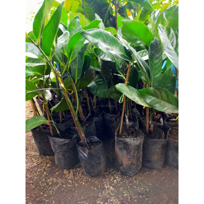 Bibit Black Sapote