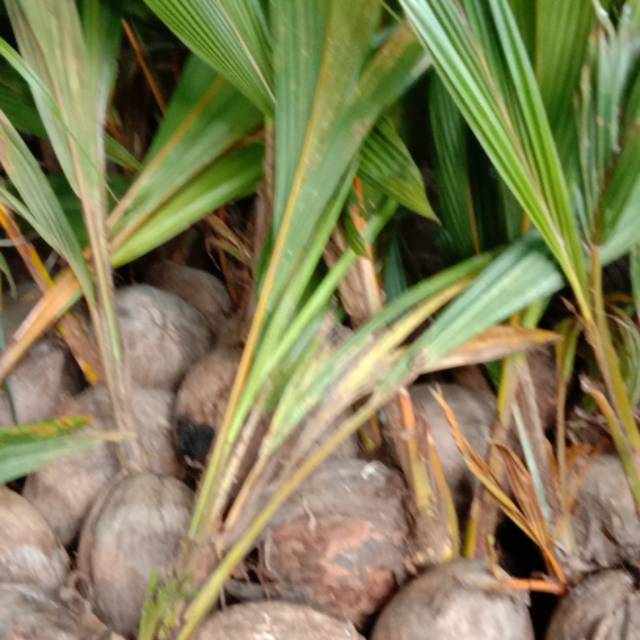 bibit kelapa hibrida