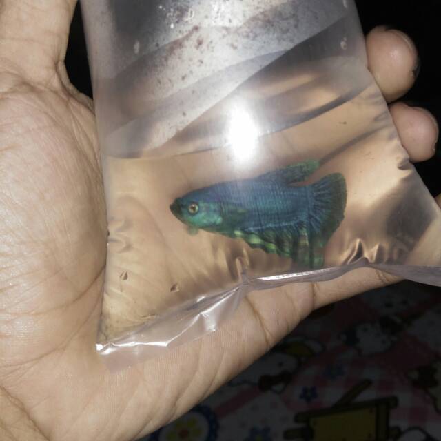 Ikan cupang plakat BLUE SOLID ,Cupang hias