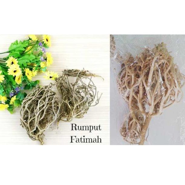 

((T-AGU_♥)) RUMPUT FATIMAH HERBAL PELANCAR PERSALINAN, SANGAT BAGUS BUAT IBU HAMIL JUGA, ORIGINAL ARAB SAUDI-banyak diminati
