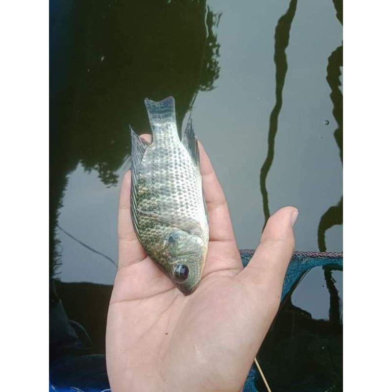 nila nirwana3 ukuran 2 jari