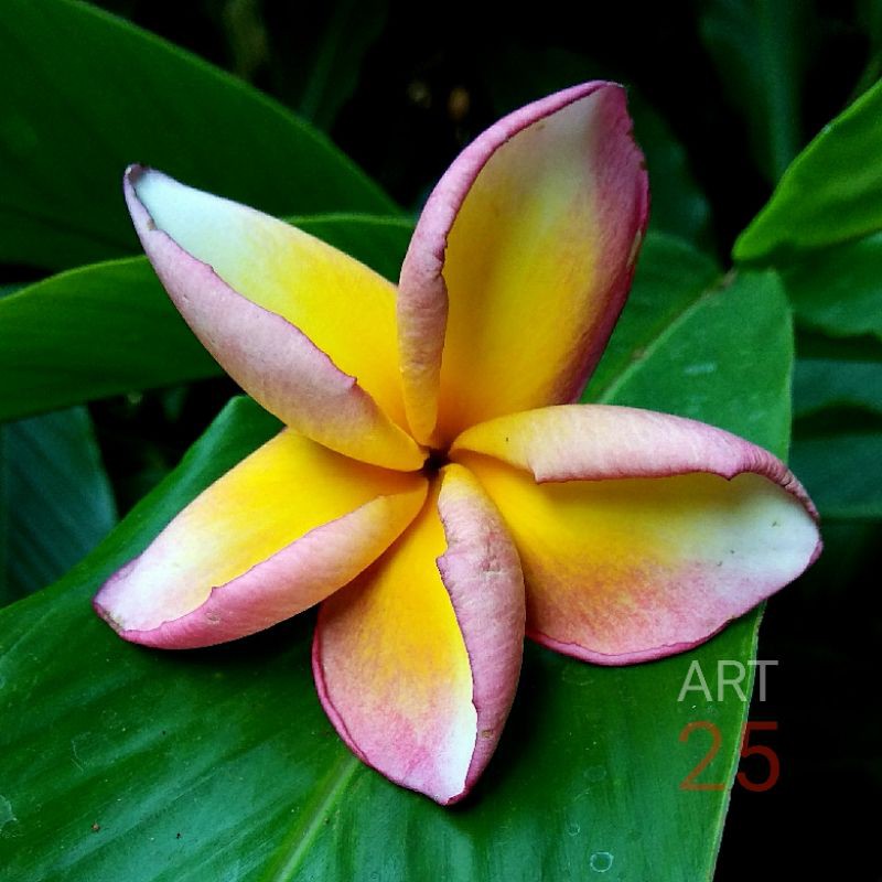 Plumeria Indonesian Rainbow Kamboja Bali Sudamala Cutting