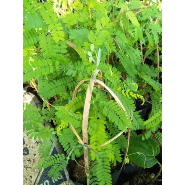 Jual Bibit pohon saga - Tanaman herbal daun saga rambat Indonesia ...