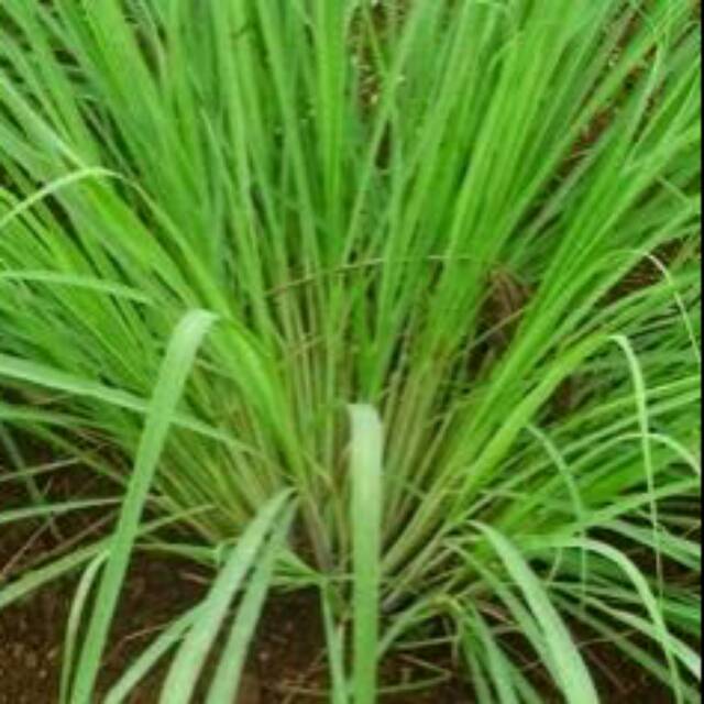 

Bubuk daun serai / sereh kemasan 100gram