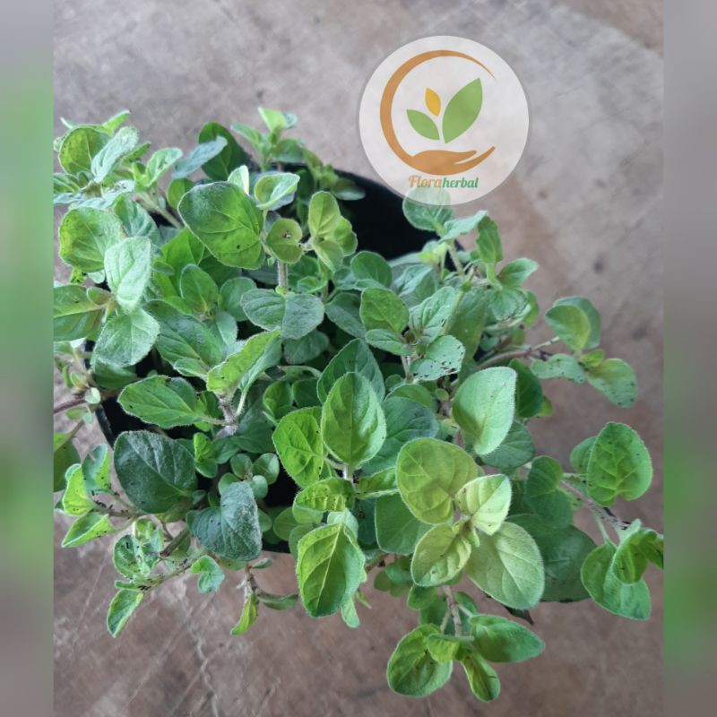 tanaman oregano/tanaman oregano eropa