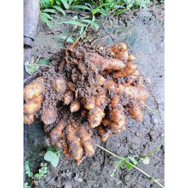 

kunyit masak /koneng masak obat diabetes 250 grm