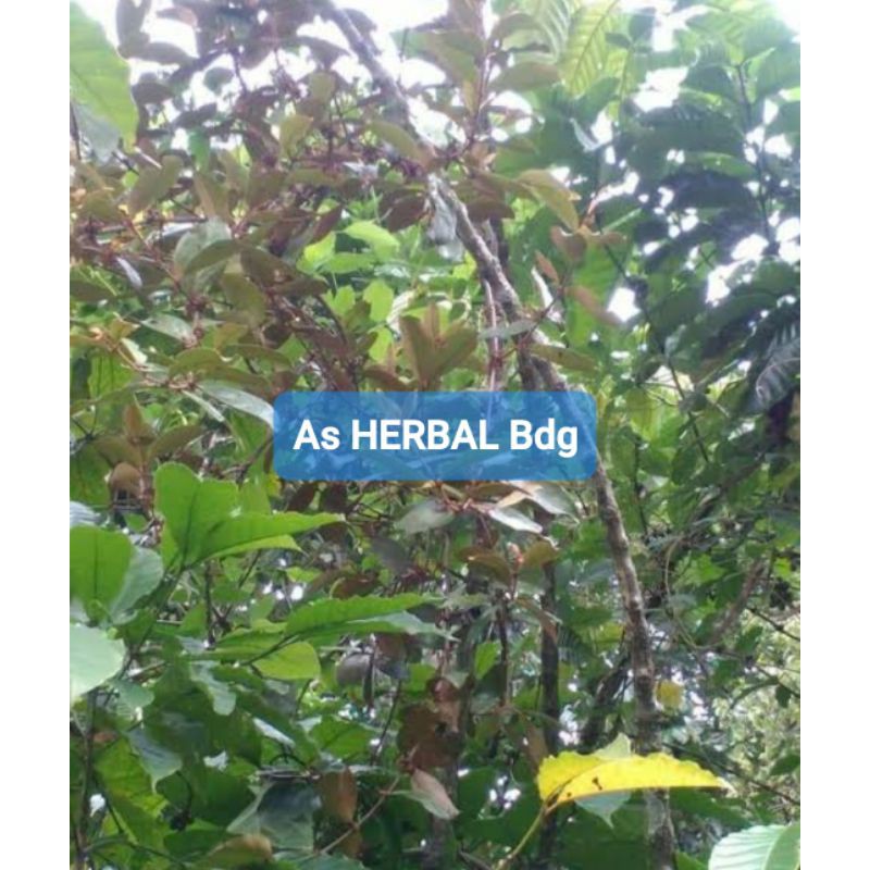 

Benalu kopi segar per 500 gram fresh-az