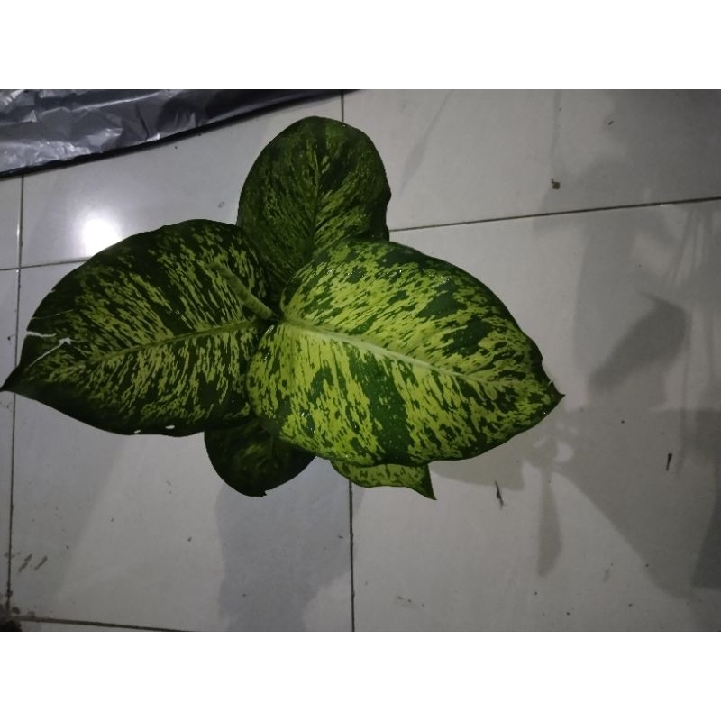 Tanaman Diven Anggun Ayu