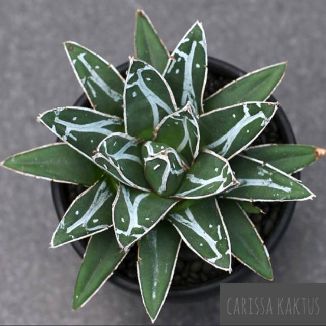 Agave reginae Compacta