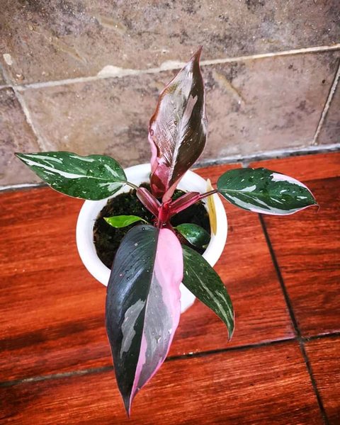 Promo Paket 2 Bibit Bonggol Philodendron Pink Princess Varigata