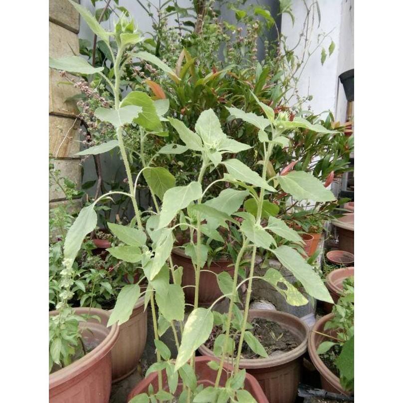 Benih Bunga Matahari / Bibit tanaman bunga matahari #_*