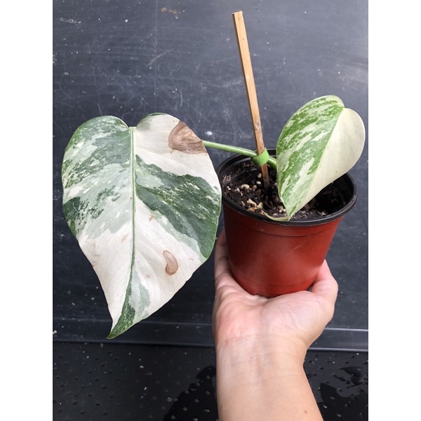 Monstera Varigata White TIger