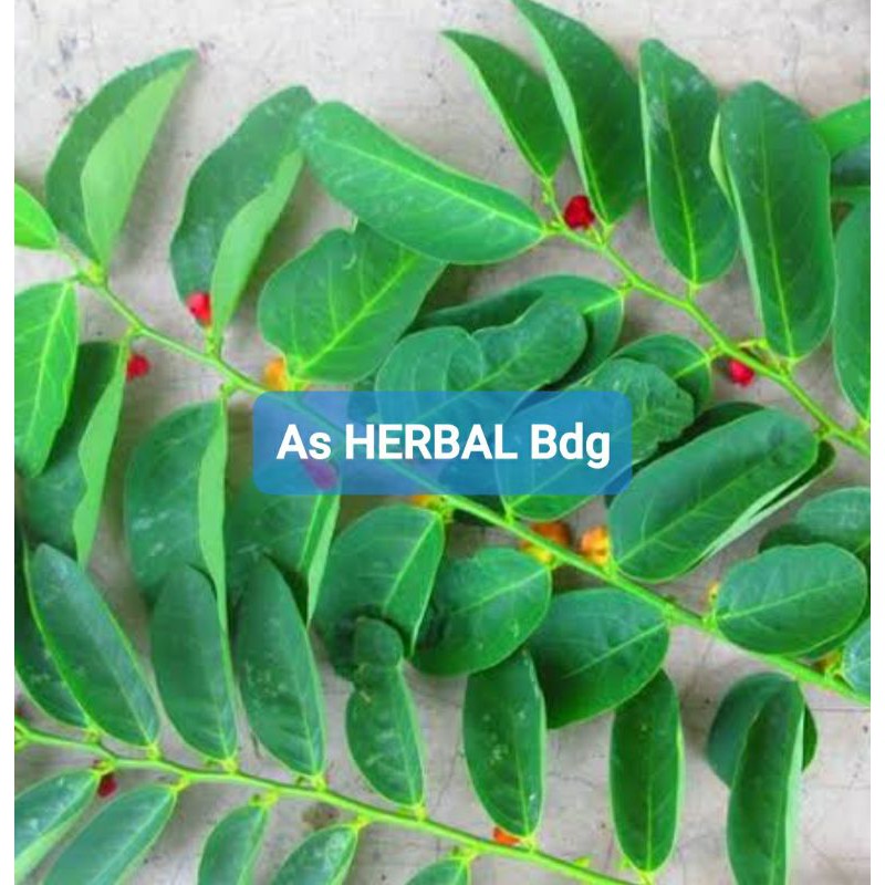 

Daun katuk fresh per 20 helai / petik langsung kirim-az