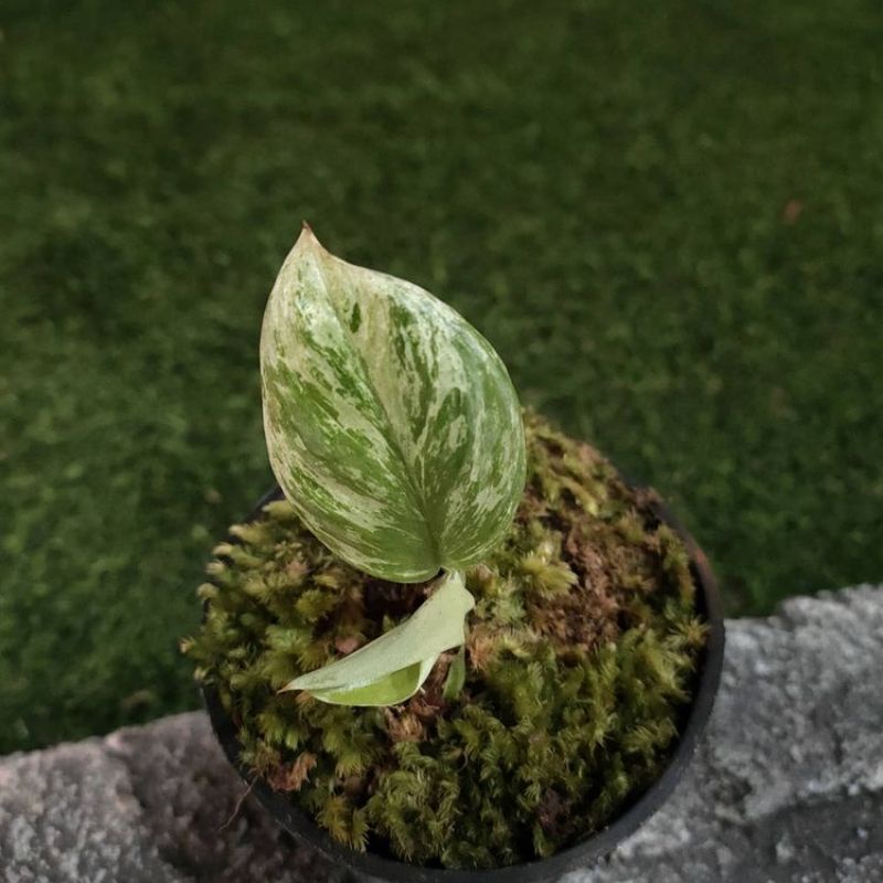 SKINDAPSUS TRUBIE MOONLIGHT VARIGATA MINT+BONUS