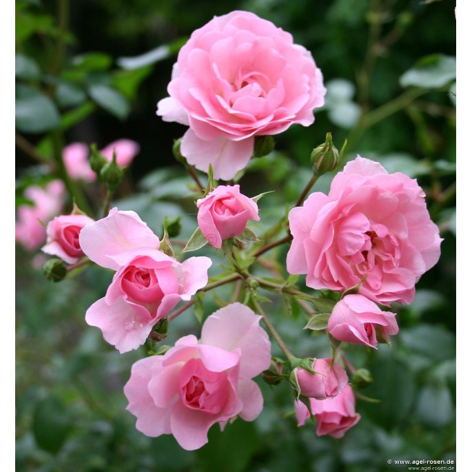 Tanaman Mawar Floribunda Pink berbunga