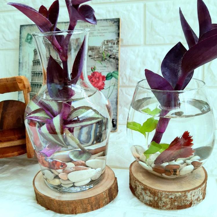 Aquarium Mini Ikan Cupang Aquarium Kaca Unik FREE Tatakan Kayu dan Batu Hias Vas Bunga Terrarium (KO