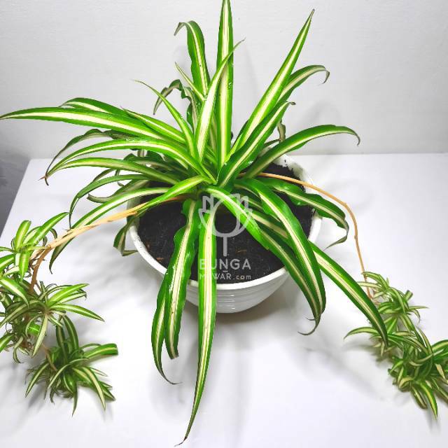 Tanaman Hias Gantung Spider Plant Lili Paris Daun Lurus Shopee Indonesia