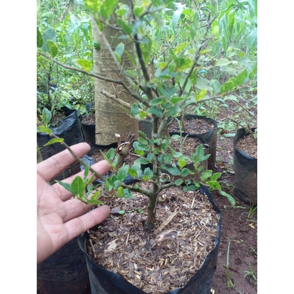 Bahan Bonsai Phusu Bintang