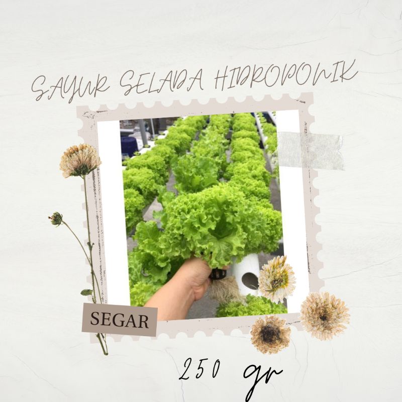 

selada hidroponik 250gr