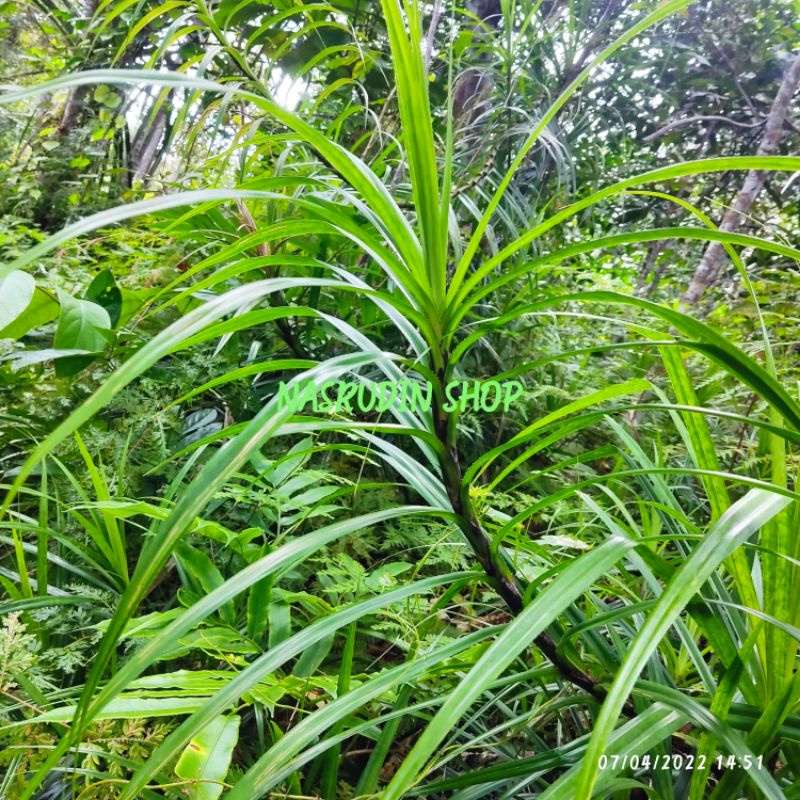 

[Fresh] TANAMAN HIAS NANAS LILIT / NANAS RAMBAT / SCIRPUS POLYPHYLLUS