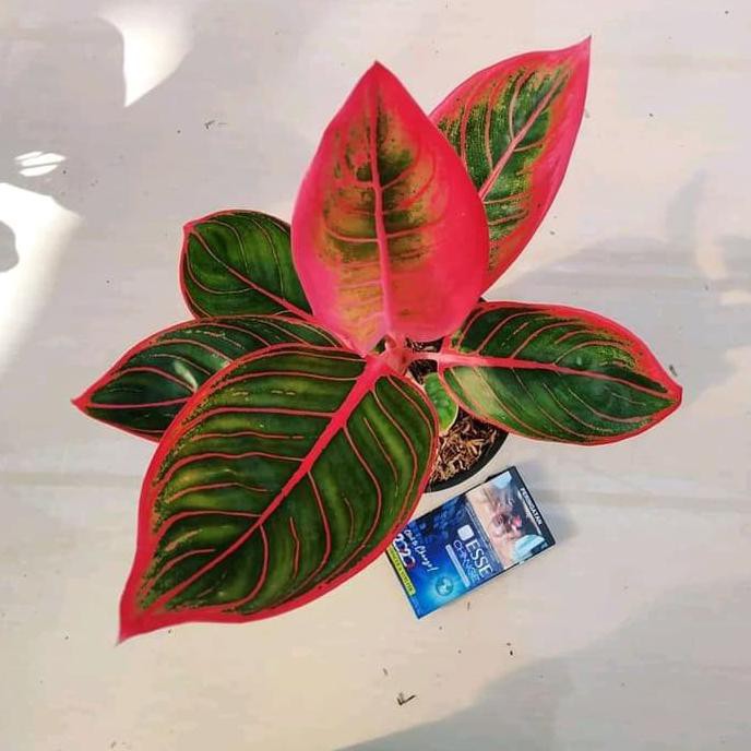 Tanaman Hias Aglonema Lipstik Khanza - Pohon Aglonema Lipstik Mawarolshop1