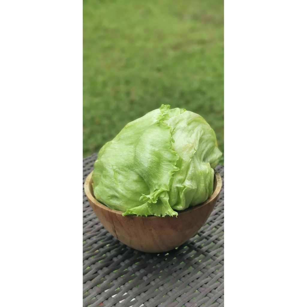 

Lettuce Head / Iceberg Lettuce Organik 500gr