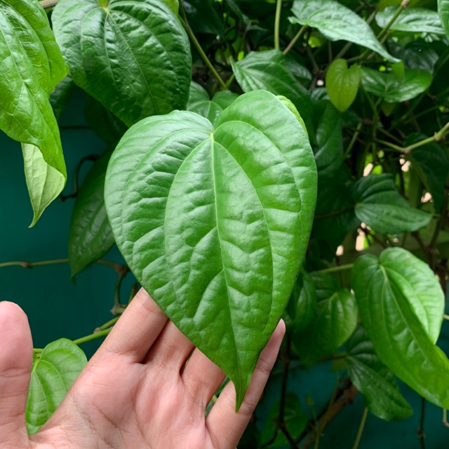 

Daun Sirih Segar Cuci Daerah Kewanitaan Untuk Kesehatan Baru Dipetik Daun Saja Bukan Tanaman