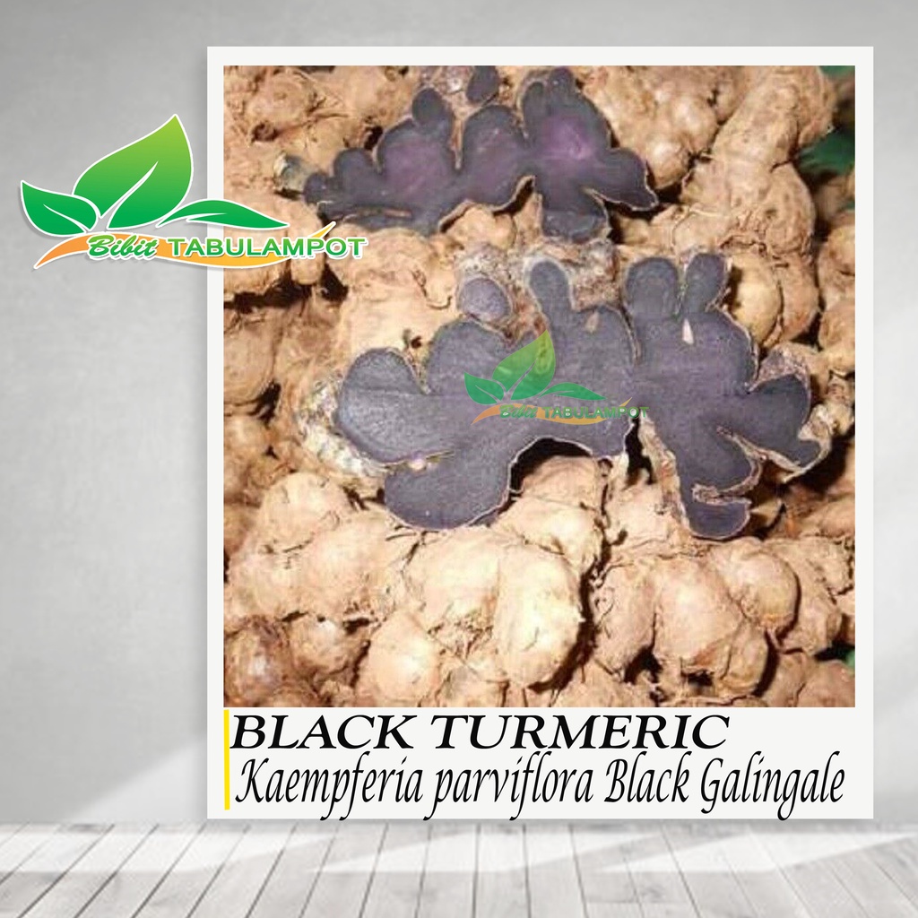 Bibit Tanaman Black Turmeric Kaempferia parviflora Black Galingale Aphrodisiac