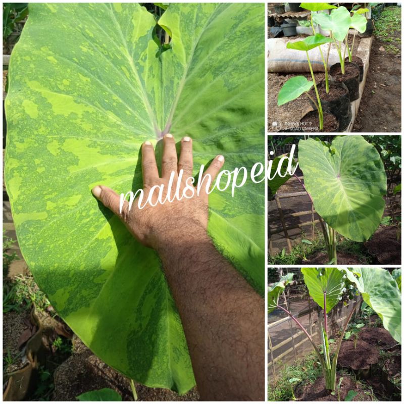 Colocasia Midori sour