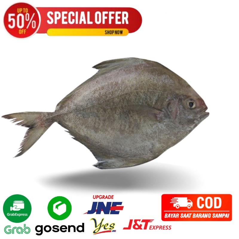 

ikan bawal laut 500 gram ikan bawal fresh segar bandung