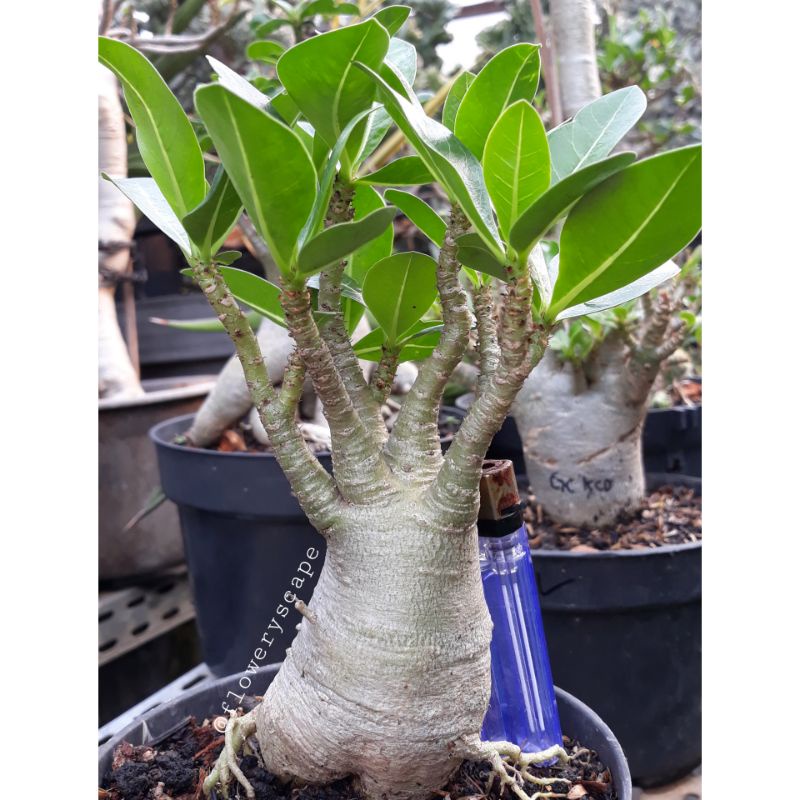 Adenium godji