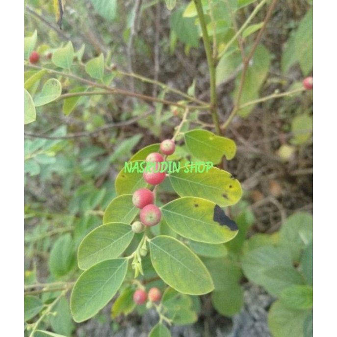 

[Fresh] BIBIT TAMPAL BESI / BAHAN BONSAI TAPAL BESI / BUKAN ILENG ILENG / BUKAN MANGSI / FAMILI DAUN