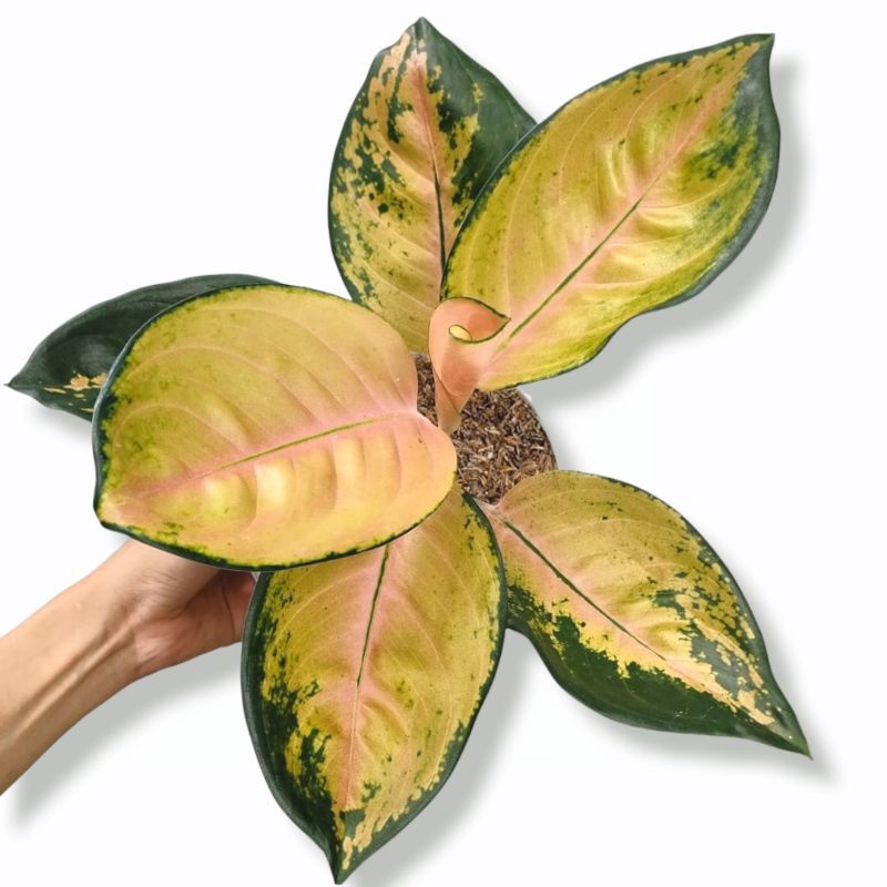 Aglaonema sultan brunei / Aglonema sultan brunei florist nursery / Aglonema sultan brunei (Tanaman hias aglaonema sultan brunei) - tanaman hias hidup - bunga hidup - bunga aglonema - aglaonema merah - aglonema merah - aglaonema murah - aglaonema murah