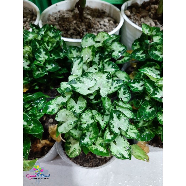 Liliput / Keladi mini