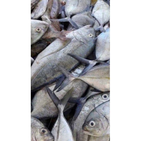 

IKAN KUWE/IKAN KUE SEGAR (HARGA PER KG)