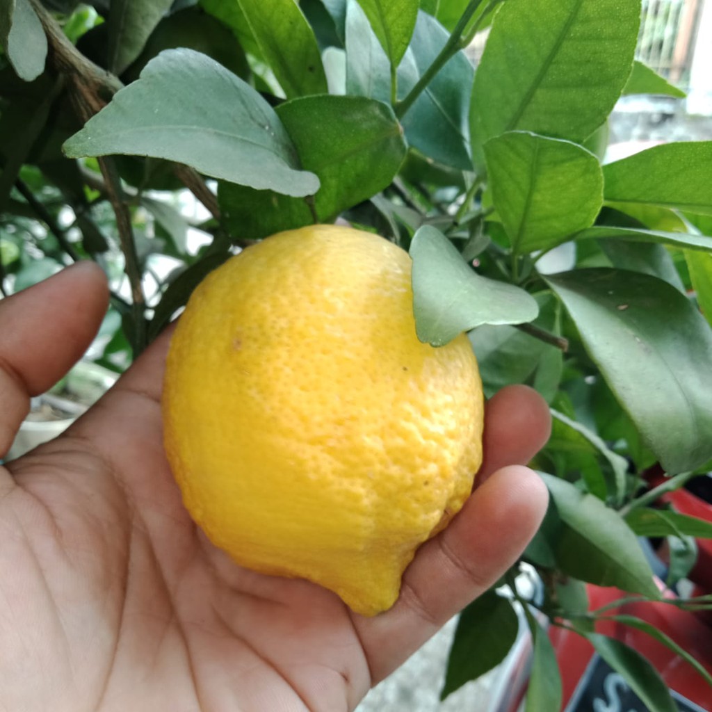 Bibit Buah Jeruk Import Lemon Eureka