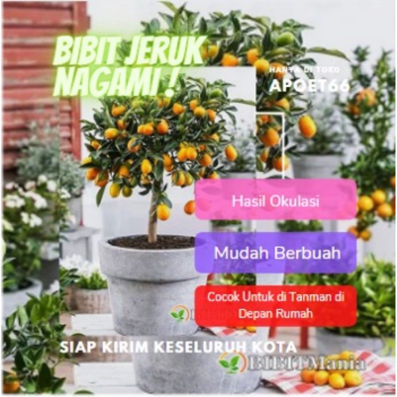 

bibit pohon buah jeruk nagami cepat berbuah