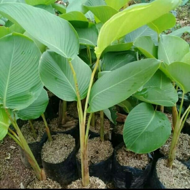 tanaman hias calatea pisang/pisang calatea