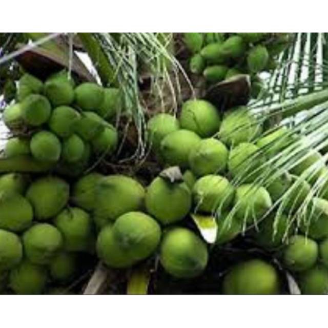 PROMO  Bibit Kelapa Hibrida Jumbo Super Genjah