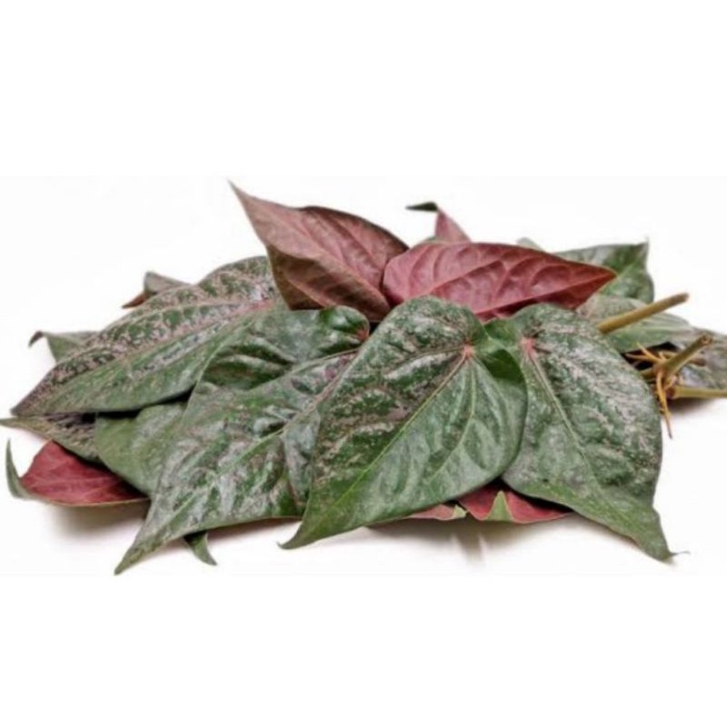 

10 LEMBAR DAUN SIRIH MERAH SEGAR