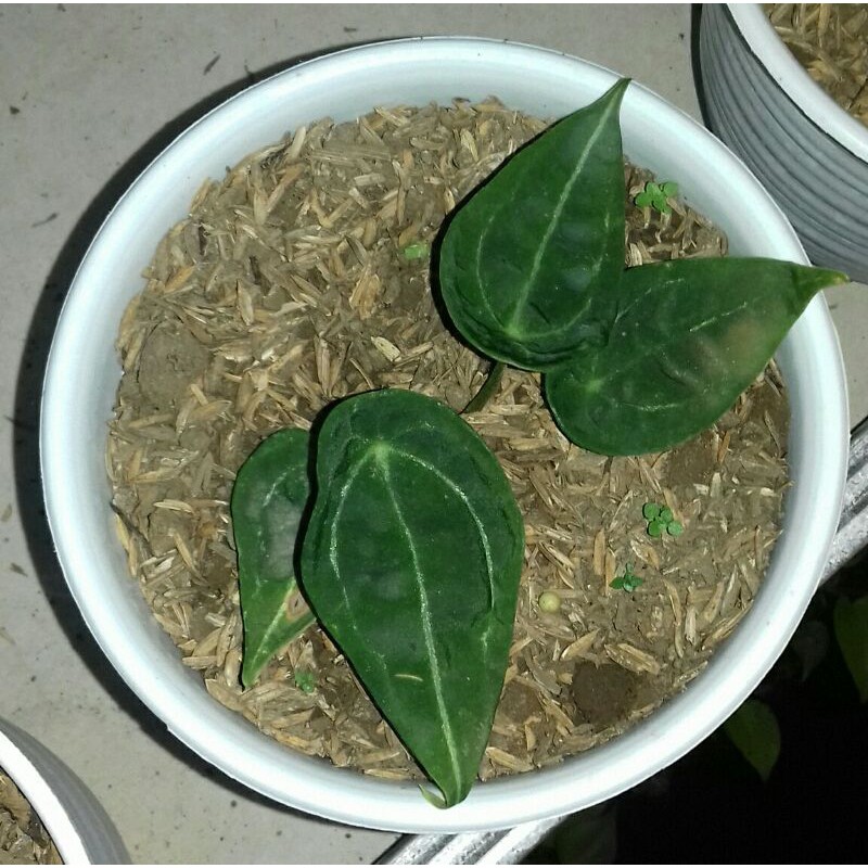 kuping.gajah.forgetti