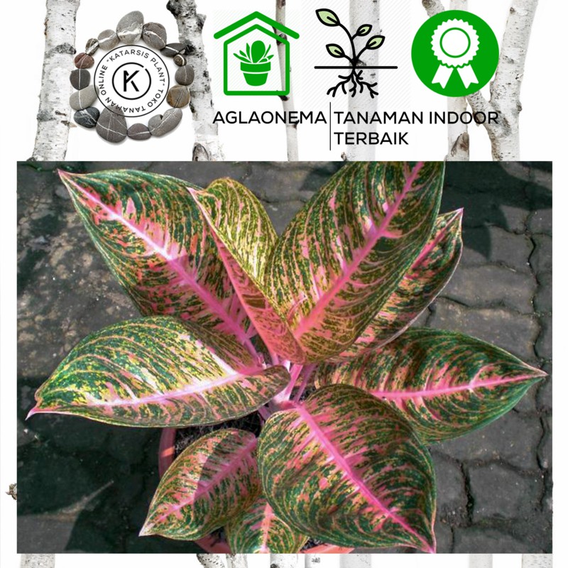 Tanaman Aglaonema Tamara Aglonema indoor | Shopee Indonesia