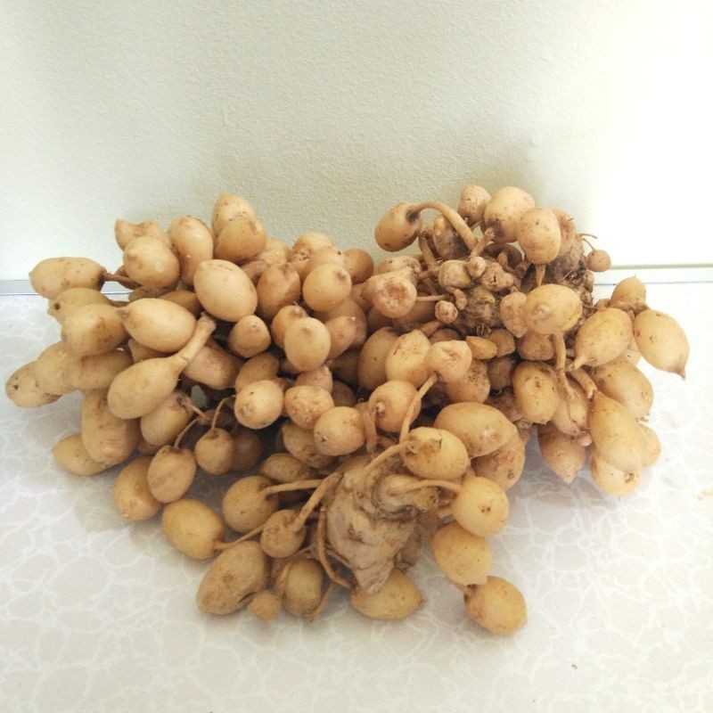

Kunyit Putih Fresh Temu Putih