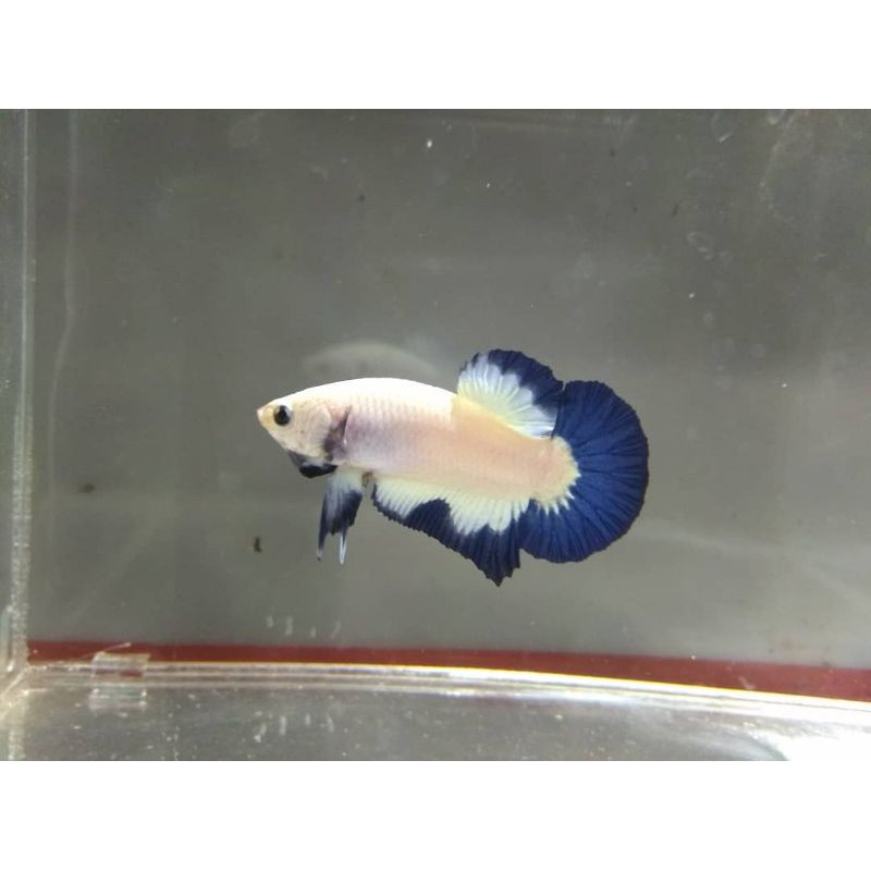 

Ikan Cupang Blue Rim