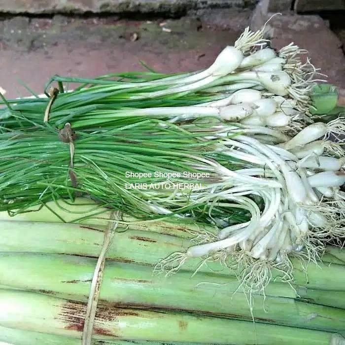 

sayur bawang kuncay perikat