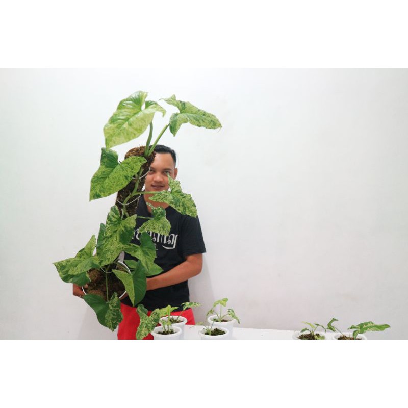 Syngonium Mojito Mottled /Syngonium Mojito Corak menor