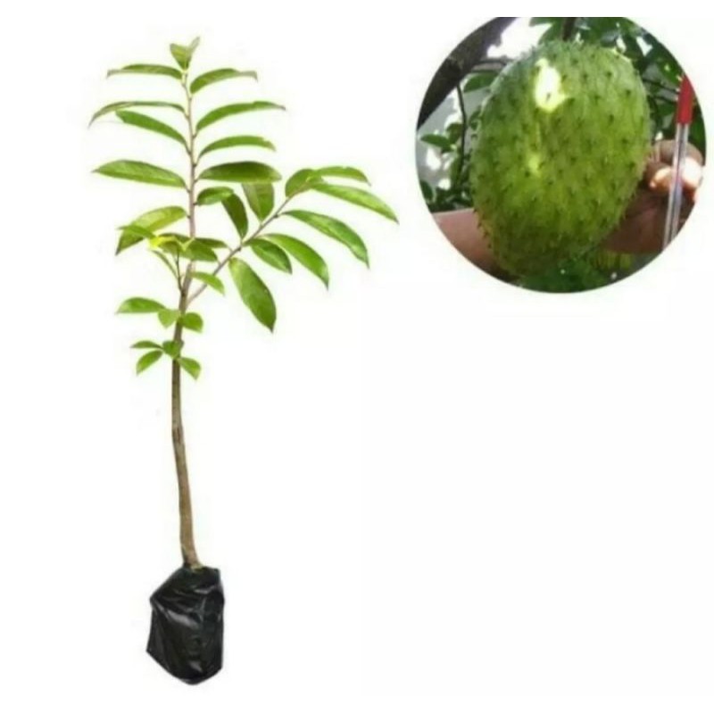 bibit tanaman buah sirsak/buah sirsak