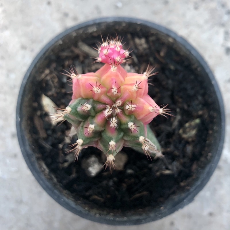 Kaktus Gymno Pink Diamond