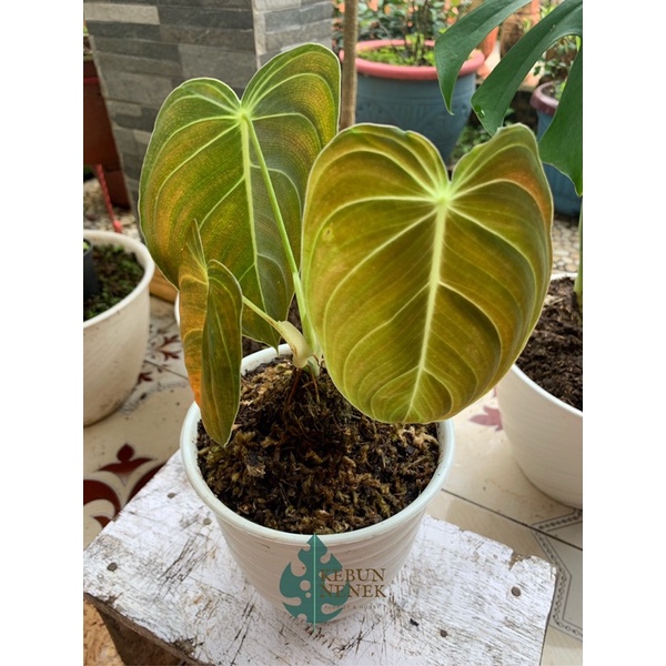 Philodendron Melanochrysum / Melano termurah