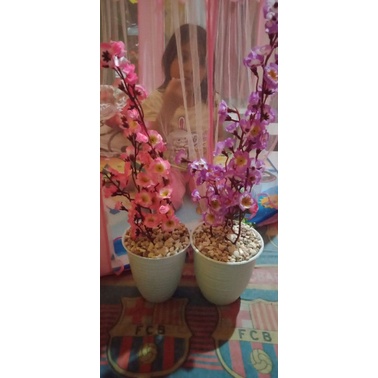 

bunga sakura